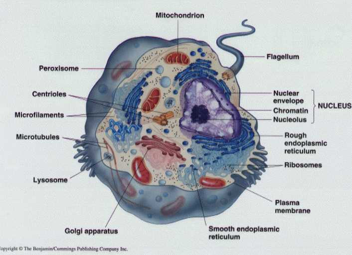simple animal cell structure. picture of animal cell
