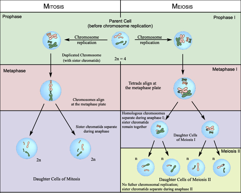 Week 18 Mitosis Meiosis Mrborden S Biology Rattler Site Room 664