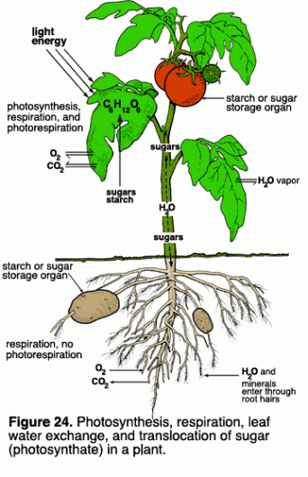 Cellular Respiration And Photosynthesis Mrborden S Biology Rattler Site Room 664